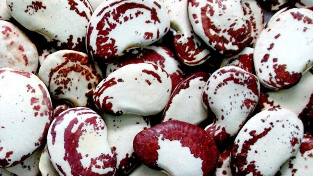 The garrofon, an essential ingredient of the Valencian paella