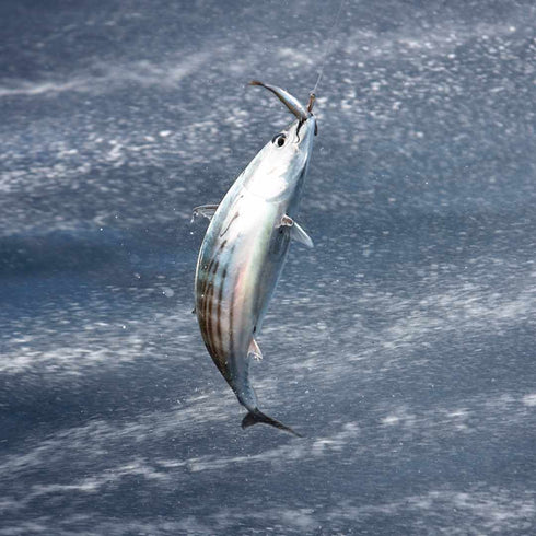 Azorean Tuna with fennel 120g